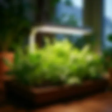 Sustainable Indoor Gardening with Energy-Efficient Lights A compact indoor garden illuminated by energy-efficient lights