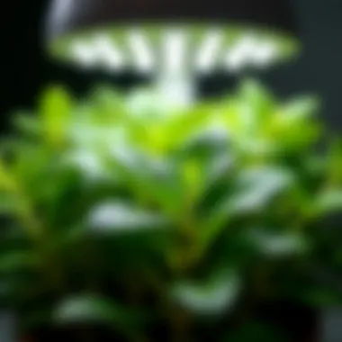 Close-up of a plant thriving under LED grow lights