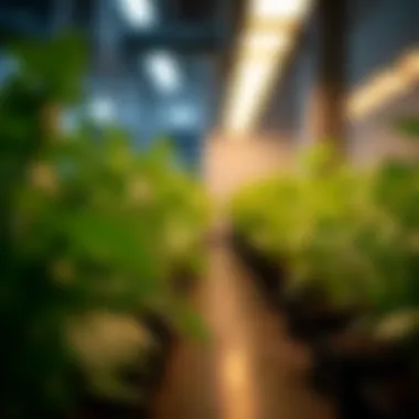 Understanding Light Spectrums in Grow Lights Comparison of light spectrums used in different grow lights