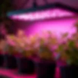 A variety of affordable grow lights for indoor gardening